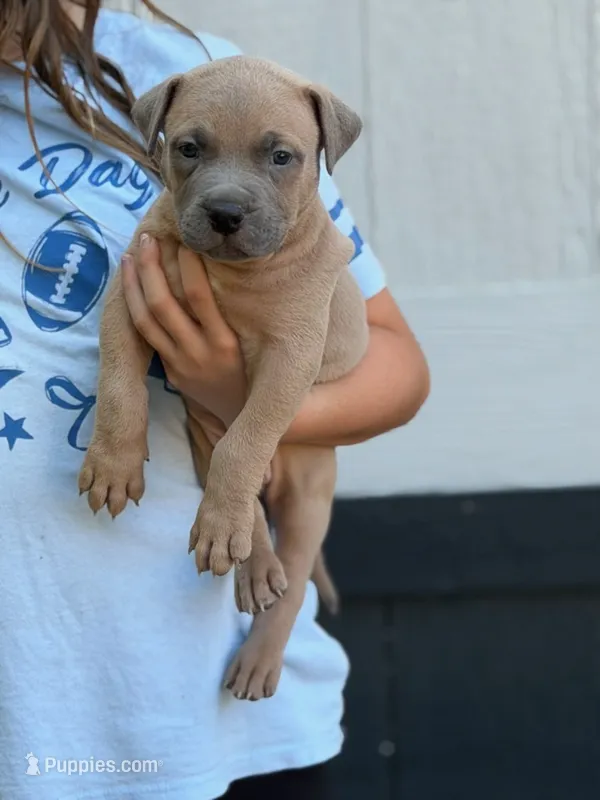 Wholly – American Pit Bull Terrier puppy for sale in Quinlan, TX