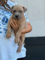 Wholly, a male American Pit Bull Terrier for sale in Quinlan, TX – 1 of 2