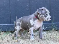 Moonlight, a female American Pit Bull Terrier for sale in Quinlan, TX – 2 of 3
