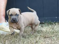 Bud, a male American Pit Bull Terrier for sale in Quinlan, TX – 3 of 3