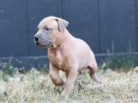 Wholly, a male American Pit Bull Terrier for sale in Quinlan, TX – 2 of 2