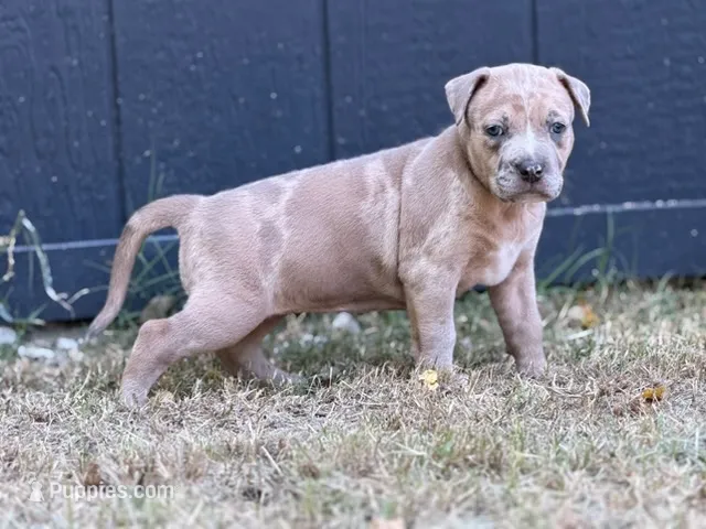 Sunshine – American Pit Bull Terrier puppy for sale in Quinlan, TX