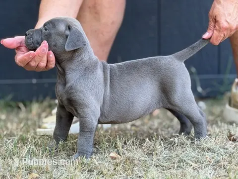 Jerome – American Pit Bull Terrier puppy for sale in Quinlan, TX