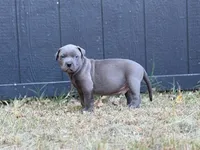 Jerome, a male American Pit Bull Terrier for sale in Quinlan, TX – 3 of 3