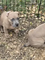 Weiser, a male American Pit Bull Terrier for sale in Quinlan, TX – 3 of 3