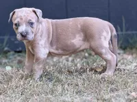 Sunshine, a female American Pit Bull Terrier for sale in Quinlan, TX – 2 of 3