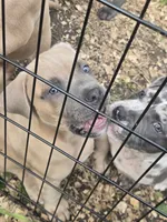 Weiser, a male American Pit Bull Terrier for sale in Quinlan, TX – 2 of 3