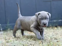 Jerome, a male American Pit Bull Terrier for sale in Quinlan, TX – 2 of 3