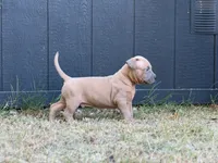 Bud, a male American Pit Bull Terrier for sale in Quinlan, TX – 2 of 3