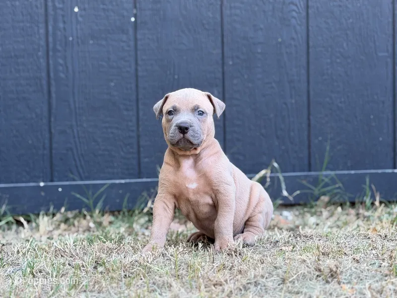 Bud – American Pit Bull Terrier puppy for sale in Quinlan, TX