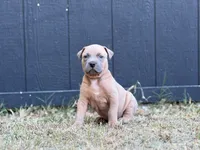Bud, a male American Pit Bull Terrier for sale in Quinlan, TX – 1 of 3