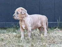 Sunshine, a female American Pit Bull Terrier for sale in Quinlan, TX – 3 of 3
