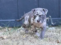 Moonlight, a female American Pit Bull Terrier for sale in Quinlan, TX – 3 of 3