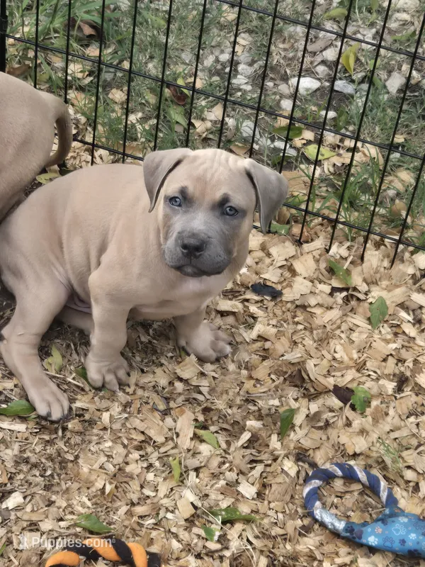 Weiser – American Pit Bull Terrier puppy for sale in Quinlan, TX