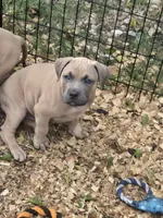 Weiser, a male American Pit Bull Terrier for sale in Quinlan, TX – 1 of 3