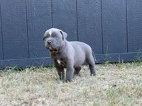 Stone, a male American Pit Bull Terrier for sale in Quinlan, TX – 2 of 3