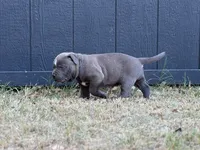 Stone, a male American Pit Bull Terrier for sale in Quinlan, TX – 3 of 3