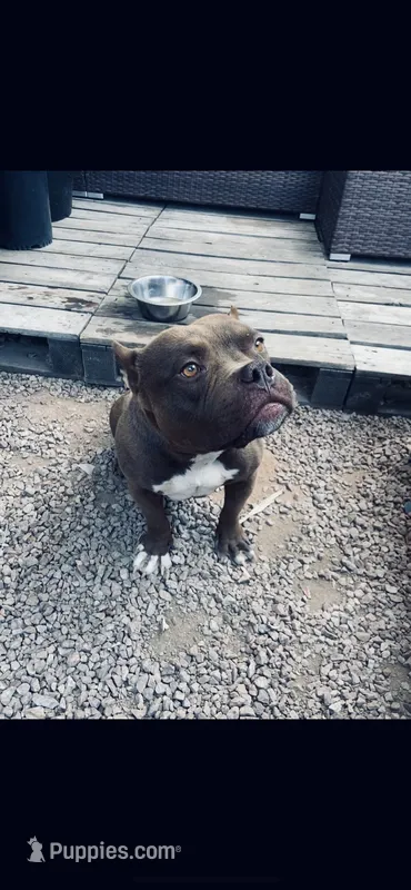 King – American Bully puppy for sale in Phoenix, AZ