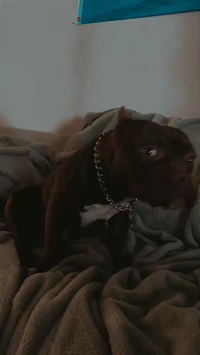 King, a male American Bully for sale in Phoenix, AZ – 3 of 3