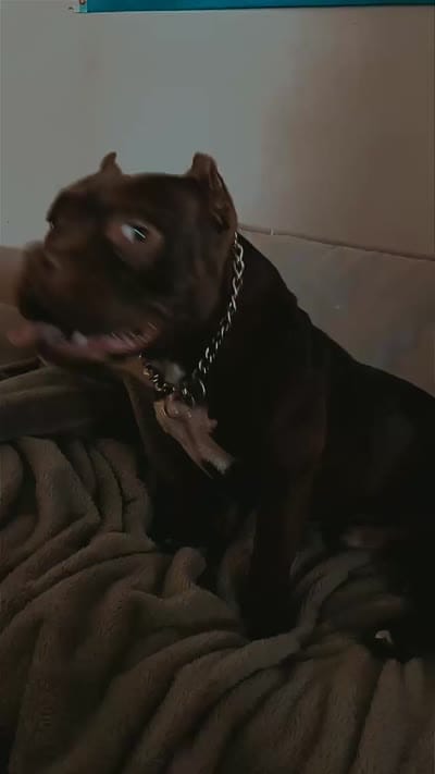 King, a male American Bully for sale in Phoenix, AZ – 2 of 3