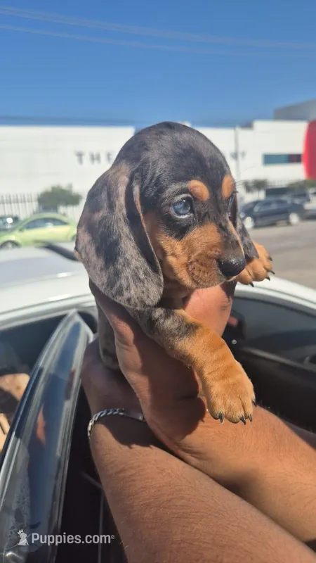Merle – Dachshund puppy for sale in Santa Ana, CA