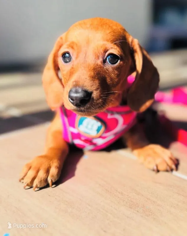 Frida, a female Dachshund for sale in Santa Ana, CA – Photo 1 of 1