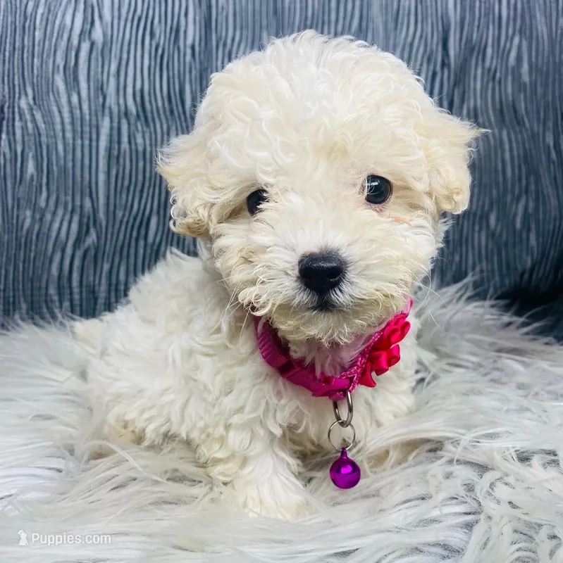 Toy ready December 20