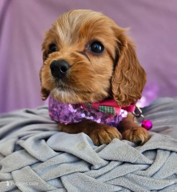 Reyna , a female Cocker Spaniel for sale in Santa Ana, CA – Photo 1 of 1