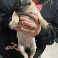 Rey, a male Pug for sale in Santa Ana, CA – Photo 4 of 4