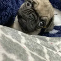 Rey, a male Pug for sale in Santa Ana, CA – Photo 1 of 4