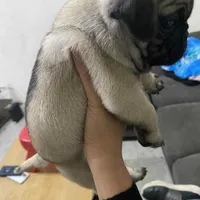 Rey, a male Pug for sale in Santa Ana, CA – Photo 3 of 4