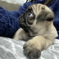 Rey, a male Pug for sale in Santa Ana, CA – Photo 2 of 4