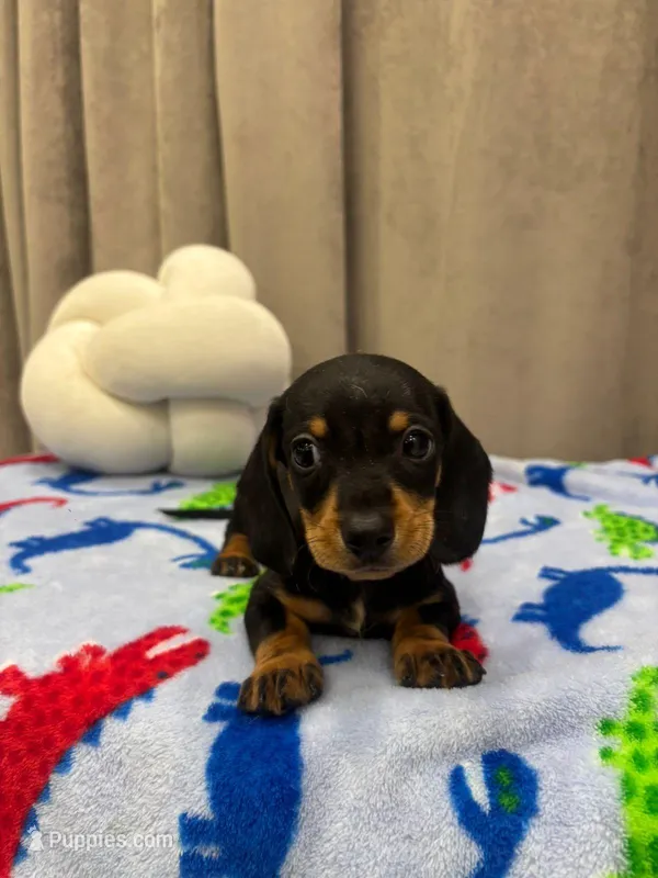 Rex – Dachshund puppy for sale in Santa Ana, CA