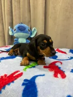 Rex, a male Dachshund for sale in Santa Ana, CA – Photo 2 of 2
