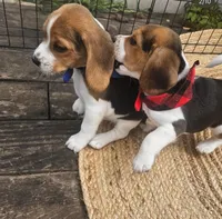 processed/b664d27b-666c-44e5-aadd-afc6919c1662/listing/80cbd8a8-6b72-481e-8776-b059b7864b50/3bb6fa83-d95f-4ec0-a765-34742d8ad1e9