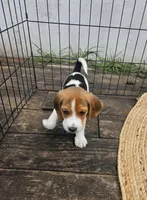 processed/b664d27b-666c-44e5-aadd-afc6919c1662/listing/80cbd8a8-6b72-481e-8776-b059b7864b50/968b21af-976d-4799-bd90-0a64ec43f251