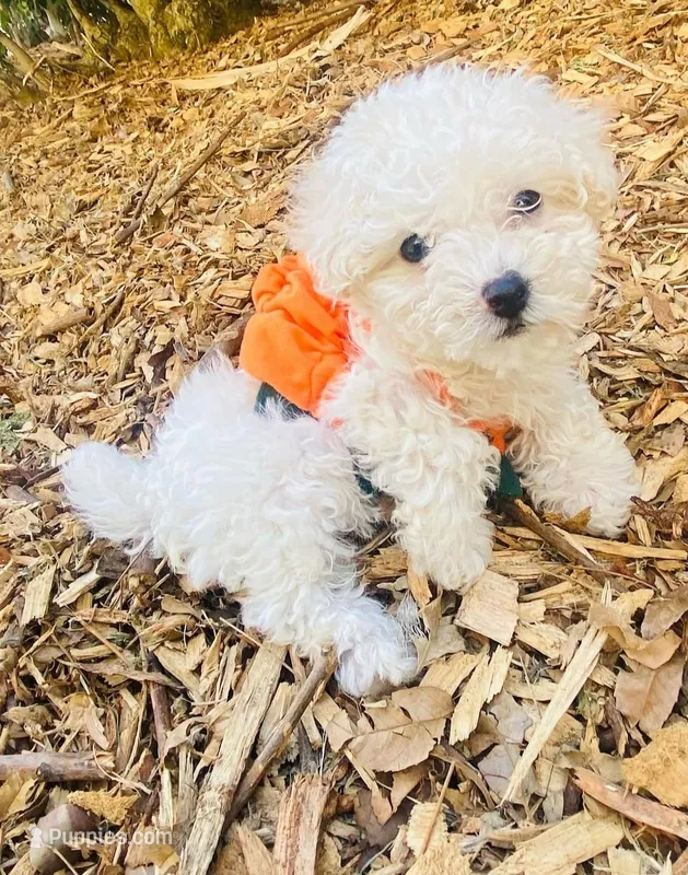 Toy ready December 20