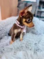 Linda, a female Chihuahua for sale in Santa Ana, CA – Photo 1 of 2
