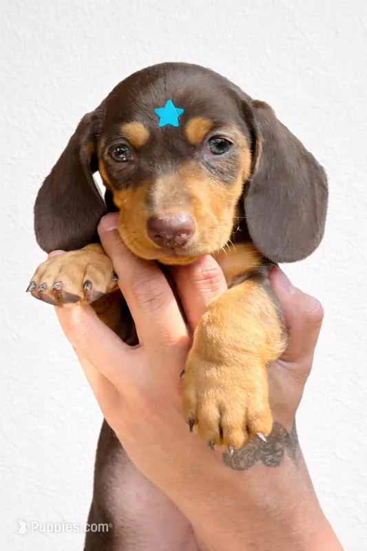 Brownie  – Dachshund puppy for sale in Santa Ana, CA