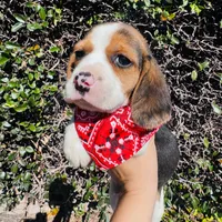 Milo, a male Beagle for sale in Santa Ana, CA – Photo 2 of 2