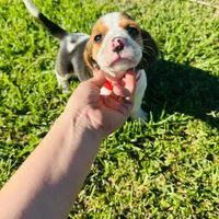 Milo, a male Beagle for sale in Santa Ana, CA – Photo 1 of 2