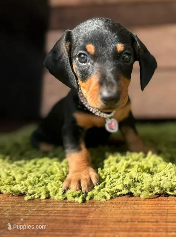 Hanna , a female Dachshund for sale in Santa Ana, CA – Photo 1 of 1