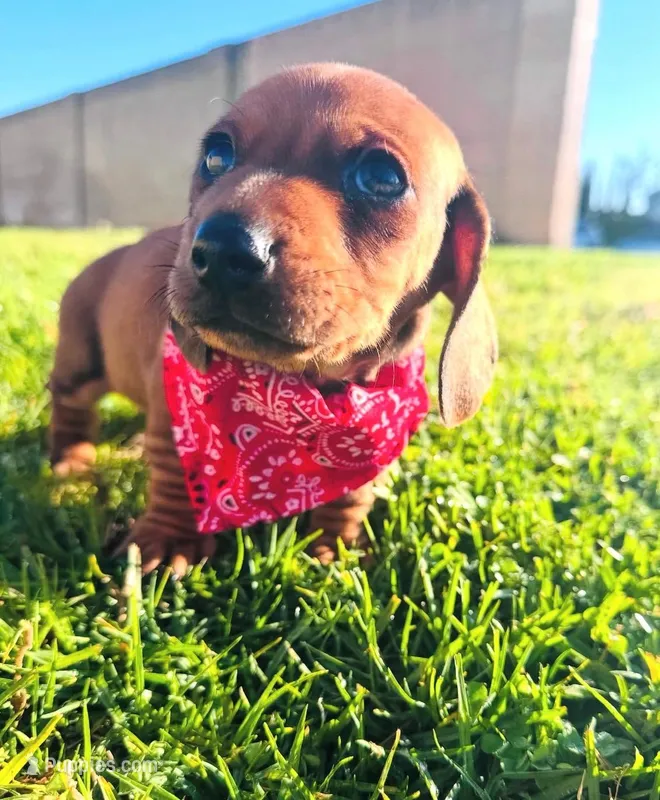Max – Dachshund puppy for sale in Santa Ana, CA