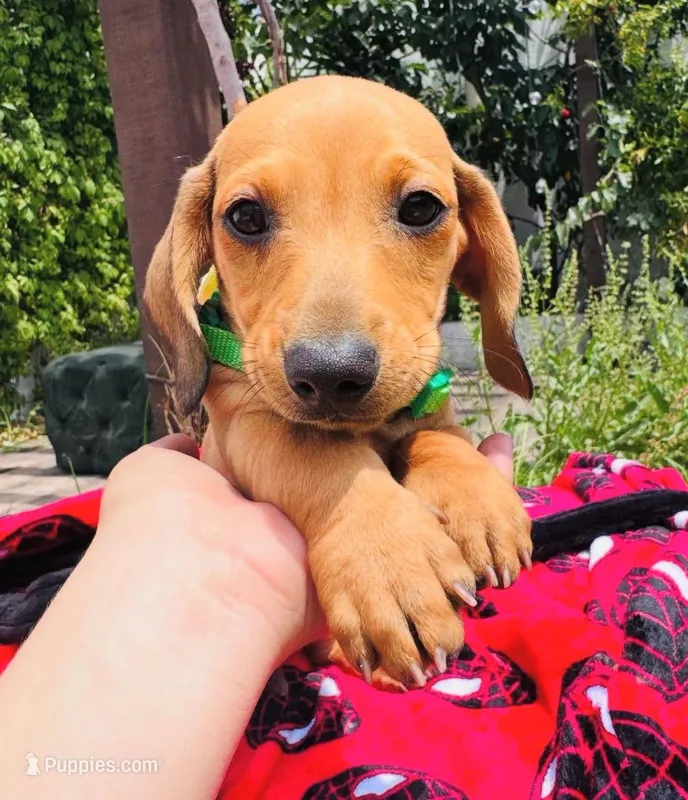 Coki, a male Dachshund for sale in Santa Ana, CA – Photo 1 of 1