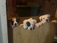 Diva, a female American Bulldog for sale in Tullahoma, TN – Photo 6 of 7