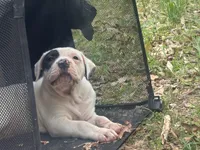 Diva, a female American Bulldog and American Bully for sale in Tullahoma, TN – Photo 8 of 10