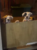 Diva, a female American Bulldog for sale in Tullahoma, TN – Photo 7 of 7