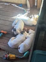 Diva, a female American Bulldog and American Bully for sale in Tullahoma, TN – Photo 10 of 10