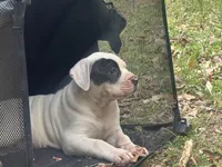 Diva, a female American Bulldog for sale in Tullahoma, TN – Photo 2 of 7