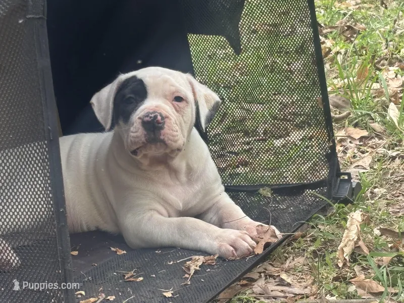 Diva – American Bulldog puppy for sale in Tullahoma, TN